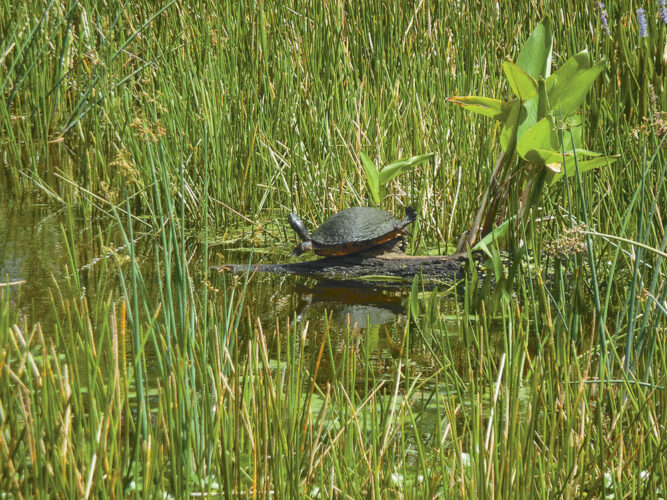 Guest Commentary | Protect the waters of the United States